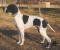 Pedigree CLASTIDIUM FAUNO Pedigree CLASTIDIUM FAUNO